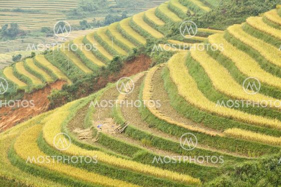 Rice terraces in the mountains