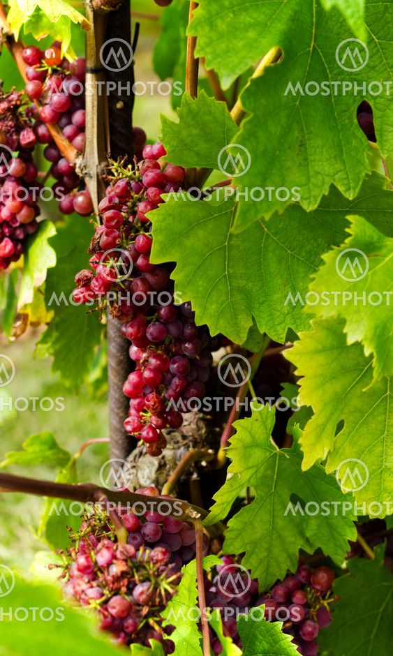 Close up of grapes