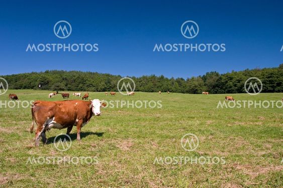 Cows on the pasture