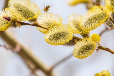 Nature awakes in spring. Blooming willow twigs and furry...