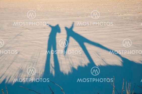 Shadow of two active people in snow
