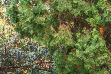 Leaves and cones of a Juniper tree evergreen