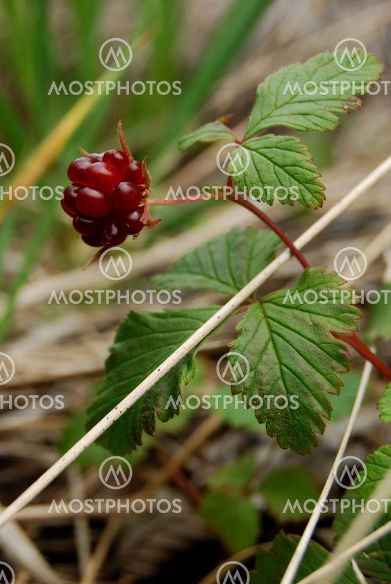 Rubus Arcticus