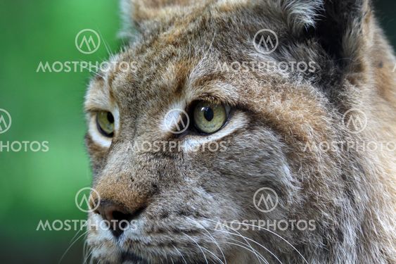 Portrait of linx