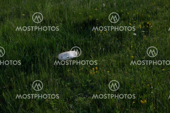 macrolepiota procer