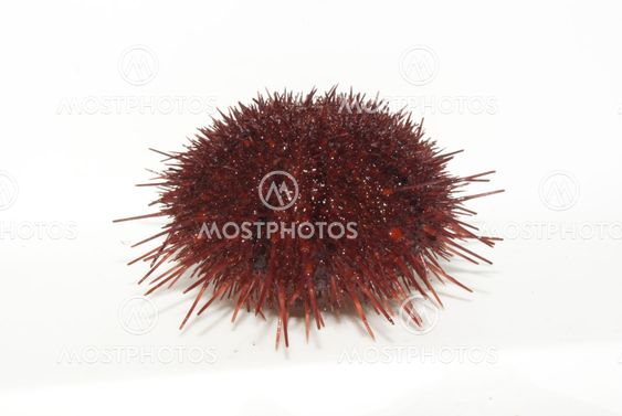 The sea urchin.