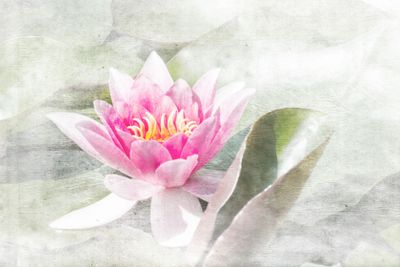 Pink water lily