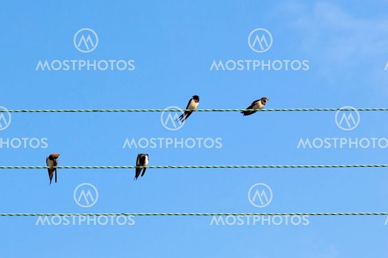 swallows on a wire