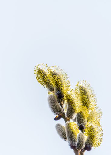 Nature awakes in spring. Blooming willow twigs and furry...