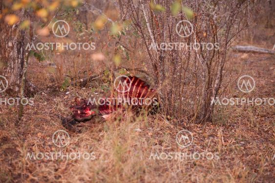 Animal carcass