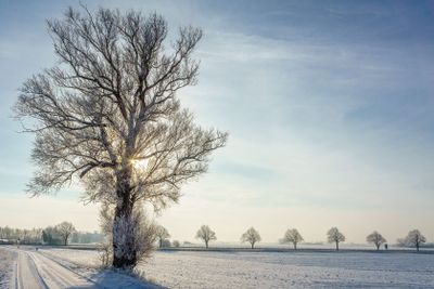 Sun through a winter tree