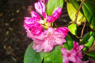 Beautiful pink rhododendron flowers in bloom