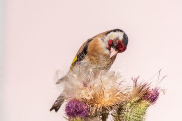European goldfinch, feeding on the seeds of thistles....