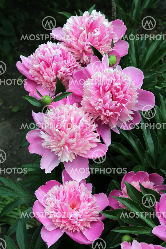 Pink flower
