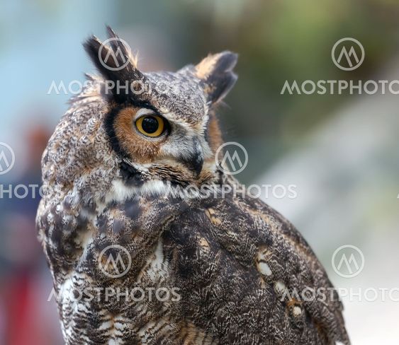 Spotted Eagle Owl (Bubo africanus)