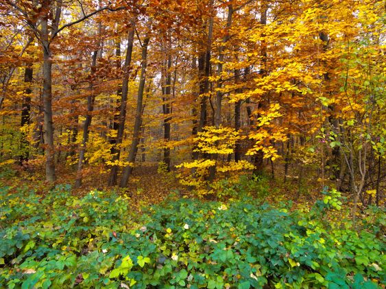 Forest in autumn