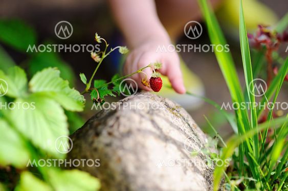 Little child hand picking sweet wild strawberry
