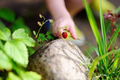 Little child hand picking sweet wild strawberry