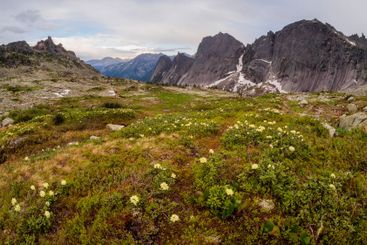 Wildflower season in Ergaki National Park.