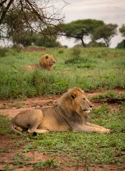 Two male lions lying in grassy meadow