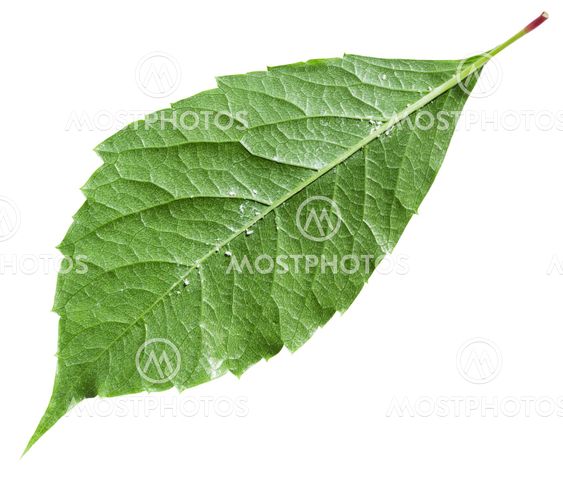 back side of green leaf Parthenocissus plant