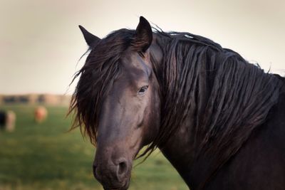 Horses at Revinge Skane Sweden