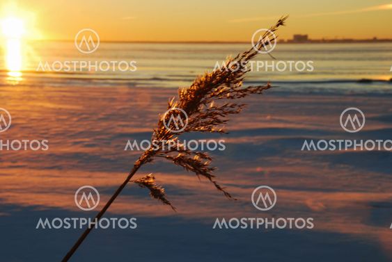 Dry fluffy reed flower