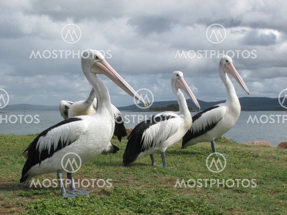 pelicans