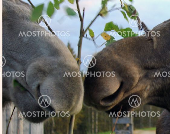 pussande Moose