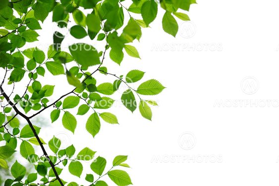Green spring leaves on white background