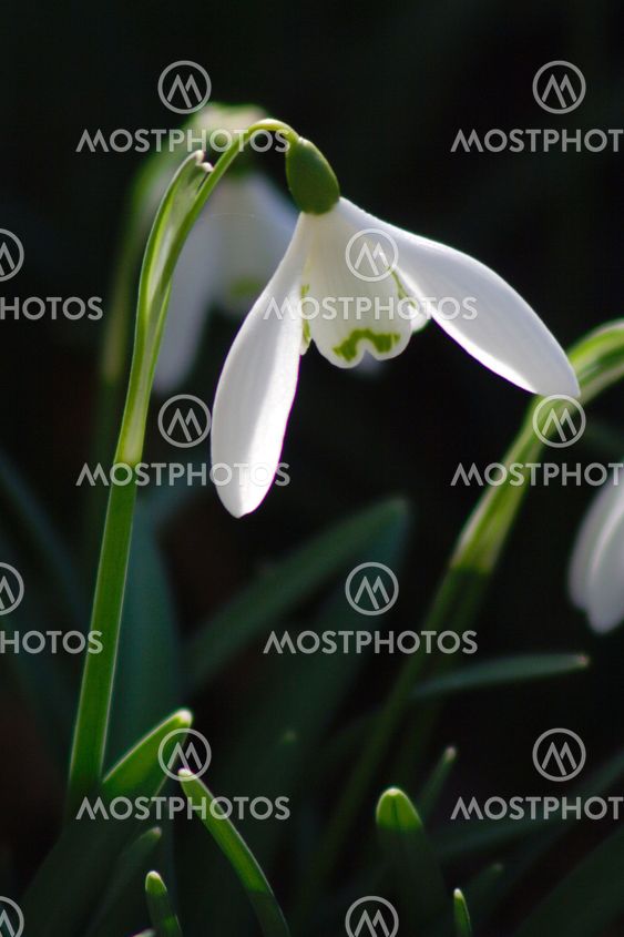 Snowdrop (Galanthus)