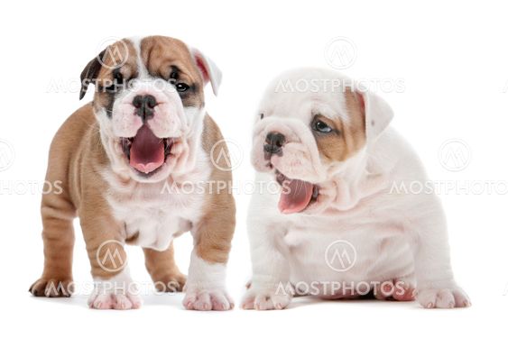 yawning Pennut