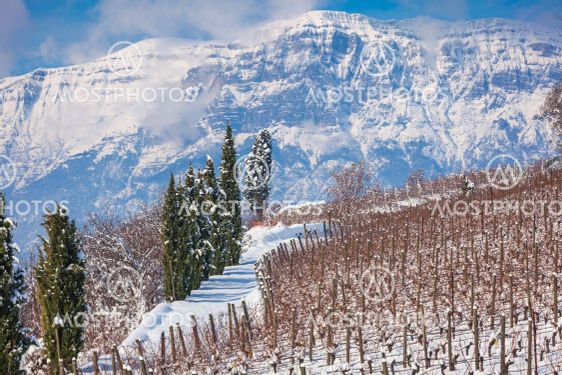 Vineyard rows and cypresses on a hill in Trentino-Alto...