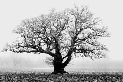 Old oak.