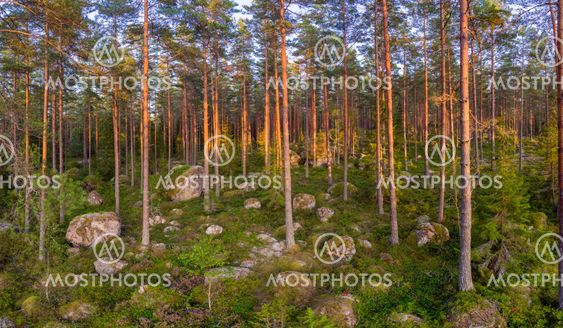 Evergreen forest