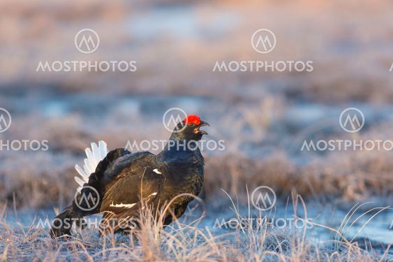 Black grouse, Lyrurus tetrix, Blackcock courtship display
