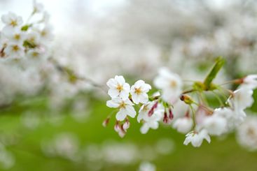 Beautiful cherry tree blossoming on spring. Beauty in...