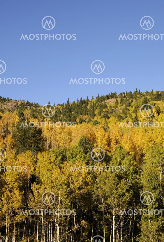 Aspen Forest