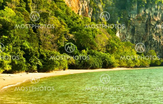 Trees along the beach.