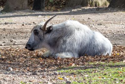 The domestic Yak, Bos mutus grunniens in the zoo