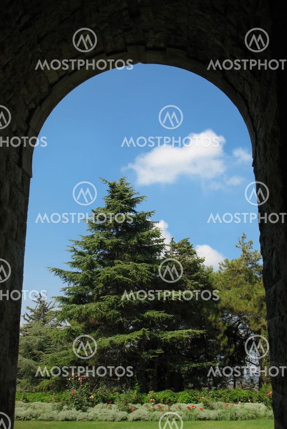 Arch and Cedar