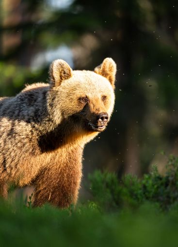 Female brown bear at the evening sunlight deep in the...
