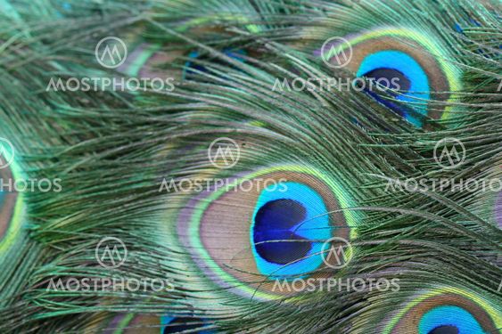 Peacock Tail Feathers