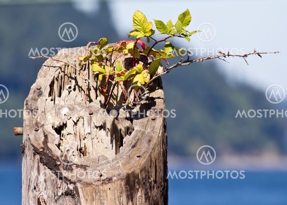 Wood piling with solitary plant