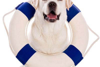 Labrador dog with a sailor buoy