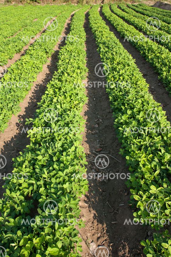 rows of peanut plants