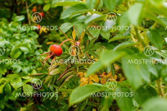 Rosa rugosa, ripening fruit, spherical colored