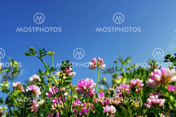 Summer meadow