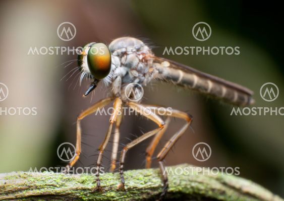 Robber Fly