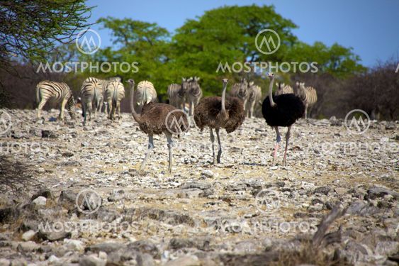 Three Ostrich in etosha national park namibia